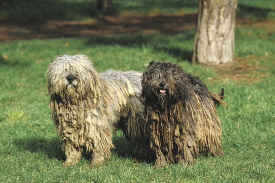 The Bergamasco Shepard is protected by a thick coat of fur.