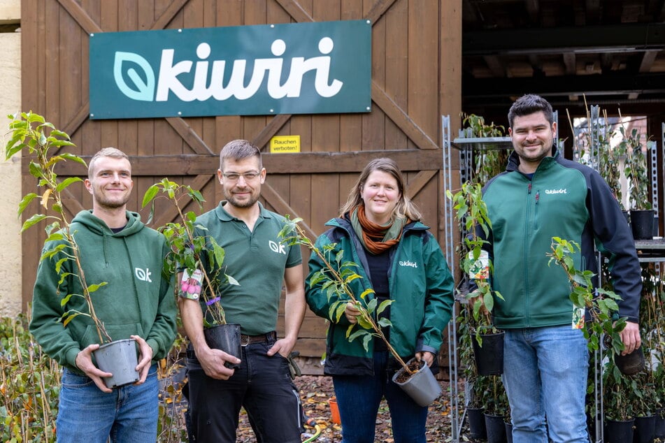 Europas Kiwi-Spezialisten arbeiten in Niederwiesa bei Chemnitz und haben derzeit alle Hände voll zu tun. Außer bei Frost kann man Kiwibeeren immer anpflanzen.