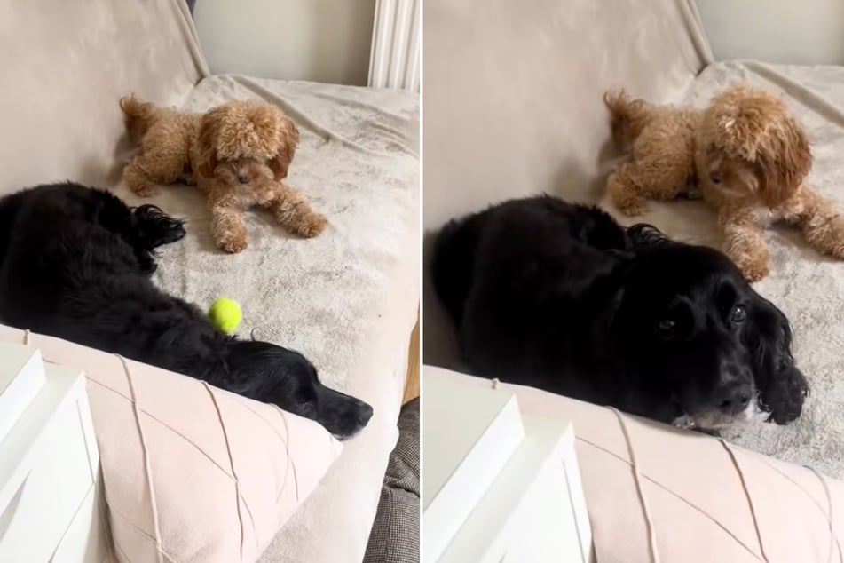 Juno spielt Lola einen Tennisball zu. Die schaut nur bedröppelt in die Kamera.