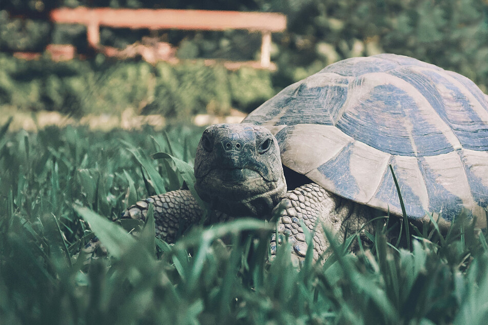 Tortoises are better known for being fabulous than for being fast.