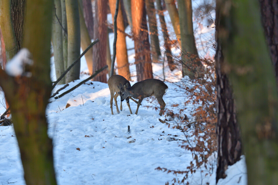 Die zweistelligen Minusgraden in den nächsten Tagen stellen für die Natur kein Problem dar. Pflanzen und Tiere sind auf harte Winter eingestellt.