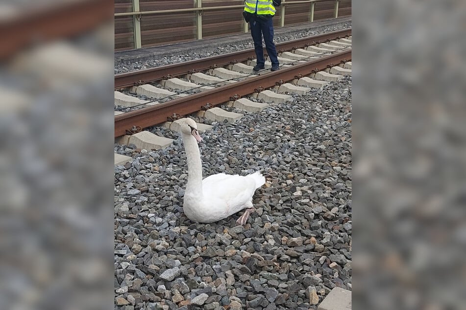 Der verletzte Schwan konnte sich nicht aus eigener Kraft aus dem Gleisbett bei Gemünden am Main befreien.