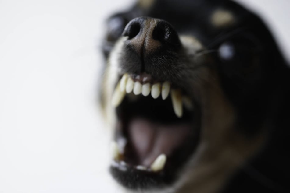 Blutige Hunde-Attacke: Drei Jugendliche müssen ins Krankenhaus