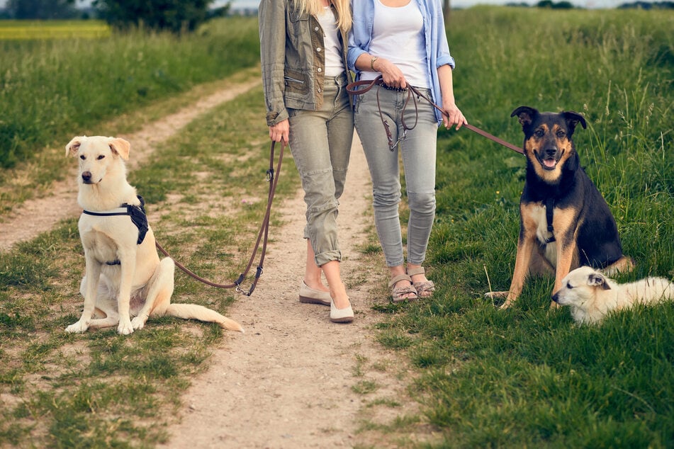 Hundehalter aufgepasst: Kommt bald die Gassi-Pflicht?