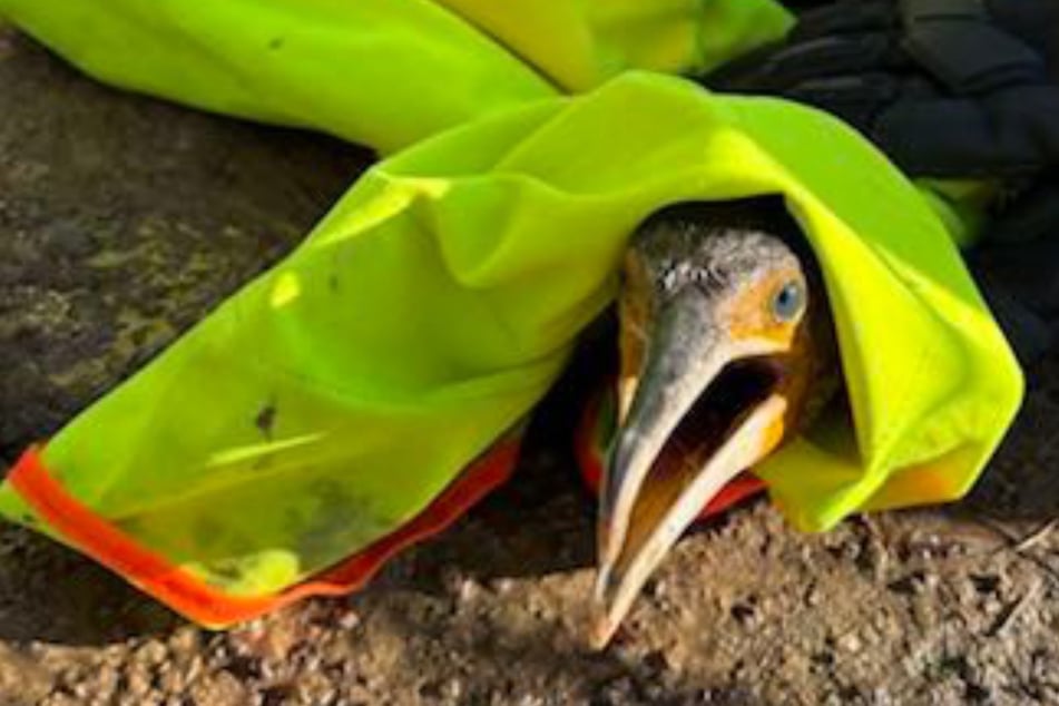 Trotz Verletzung: Kormoran liefert sich bei "Festnahme" einen Kampf mit der Polizei