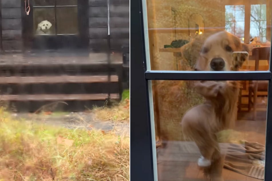 El Golden Retriever estableció contacto visual con una perra en otra cabaña.