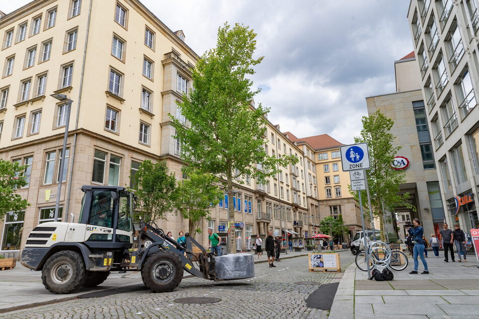 Mit schwerem Gerät werden auf der "Lebendigen Seestraße" die Bäume aufgestellt.