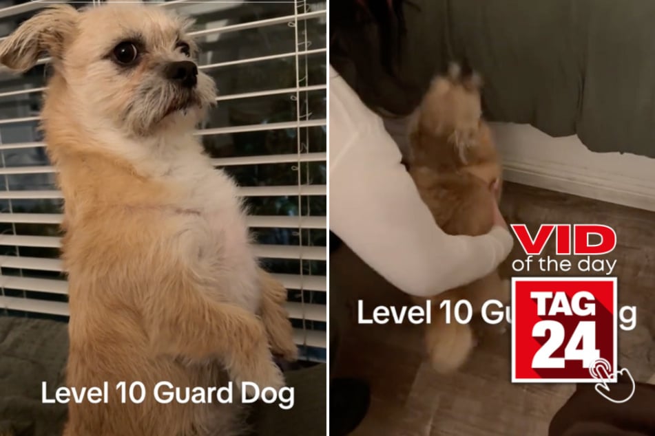 viral videos: Viral Video of the Day for April 4, 2024: Pup rightfully earns spot as No. 1 guard dog on TikTok!