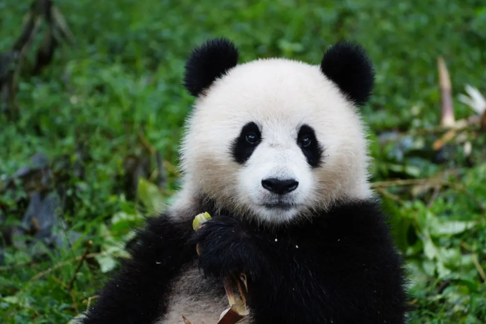 Auch Weibchen "Qing Bao" wird künftig im Zoo der US-Hauptstadt Washington zu sehen sein.