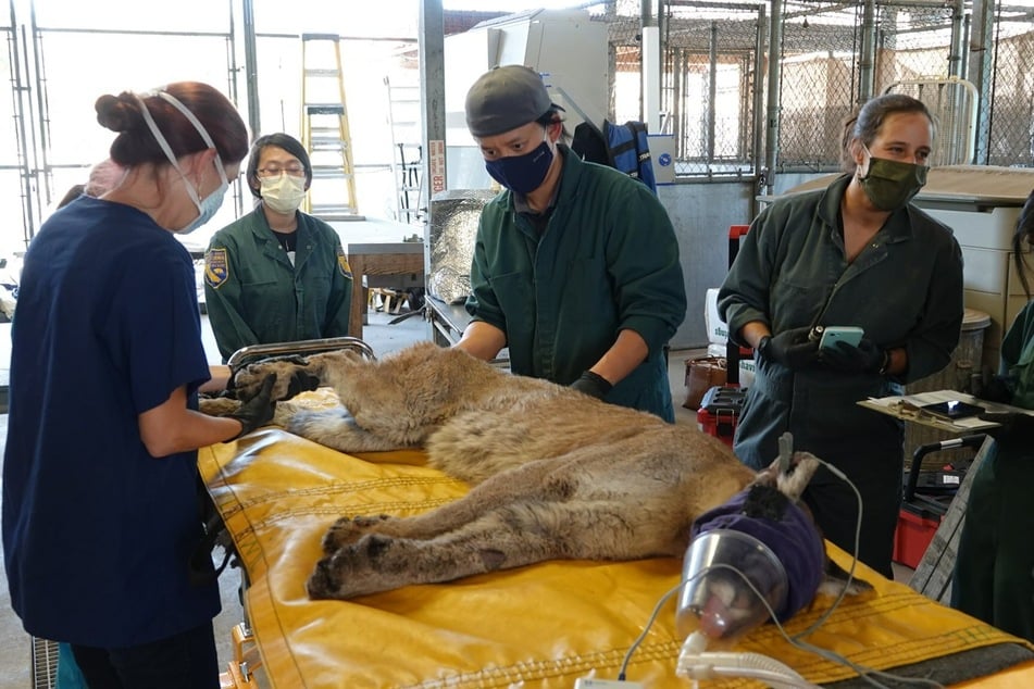 The cougar being treated for her injuries at the California Department of Fish and Wildlife Lab in Sacramento.