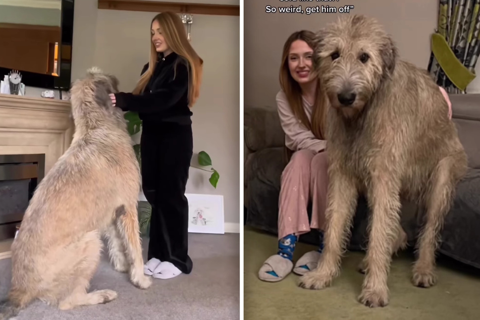 Biggest Irish Wolfhound In The World