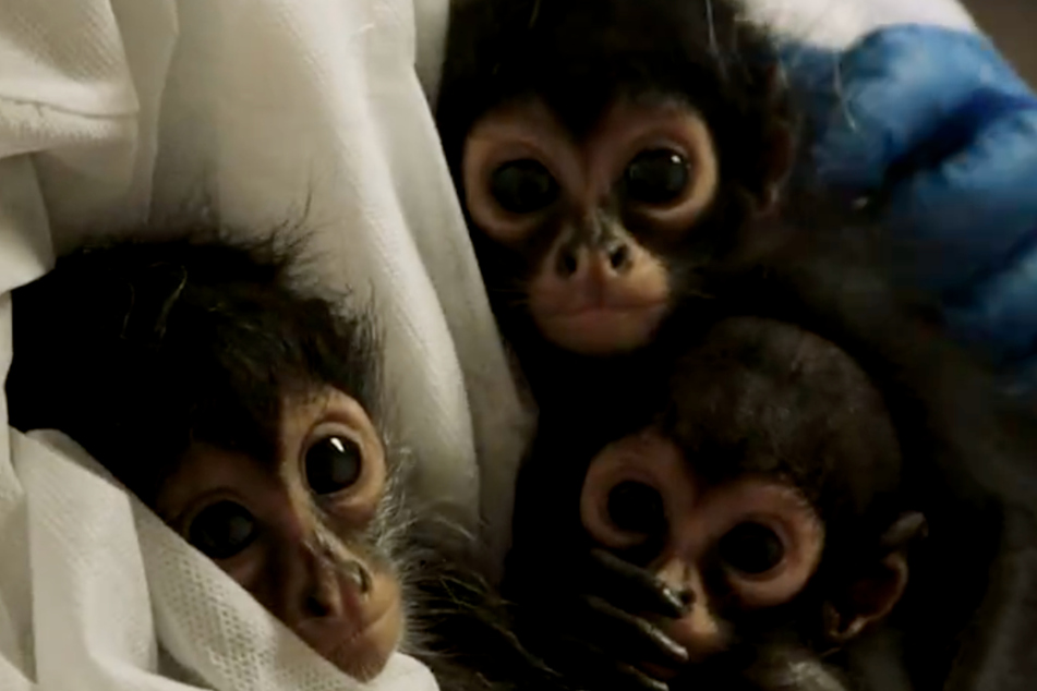 A trio of adorable baby spider monkeys are settling into their new home at the San Diego Zoo after being confiscated by Customs Officers at the US-Mexico border.