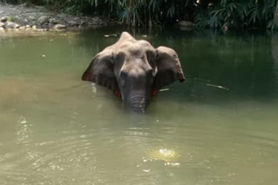 Die verletzte Elefantenkuh im Fluss.