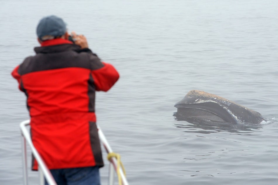 Scientists have found an unusual population of North Atlantic right whales near New York.