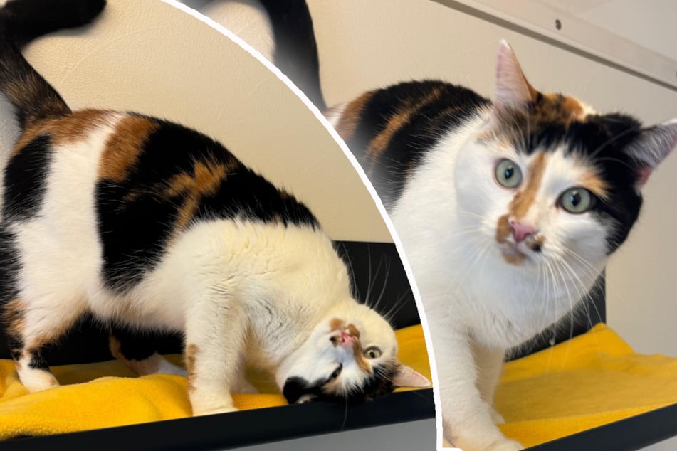 Kat Milla heeft haar eigen wil, maar kruipt graag in het bed van haar eigenaren.