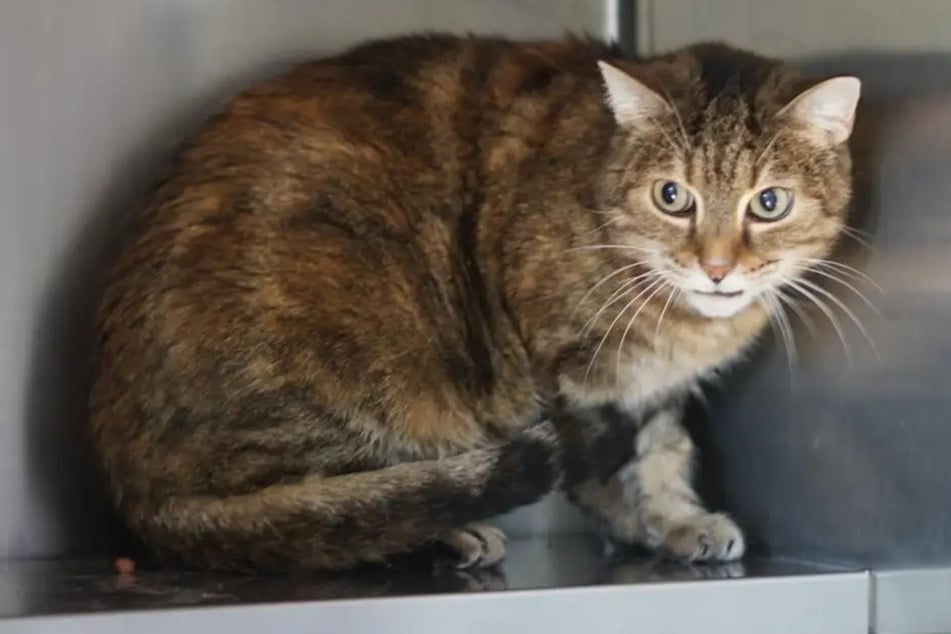Katze Marlies aus dem Hamburger Tierheim sucht nach einem neuen Zuhause.