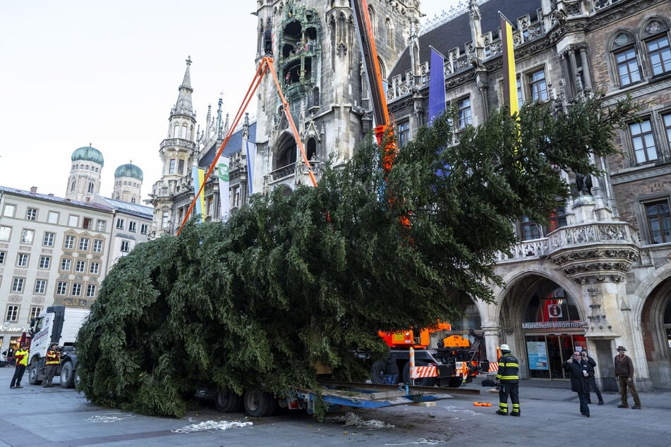 23 Meter hoch: Die Tanne musste in ihrer Heimat gefällt werden, weil sie zwischen zwei Gebäuden stand.