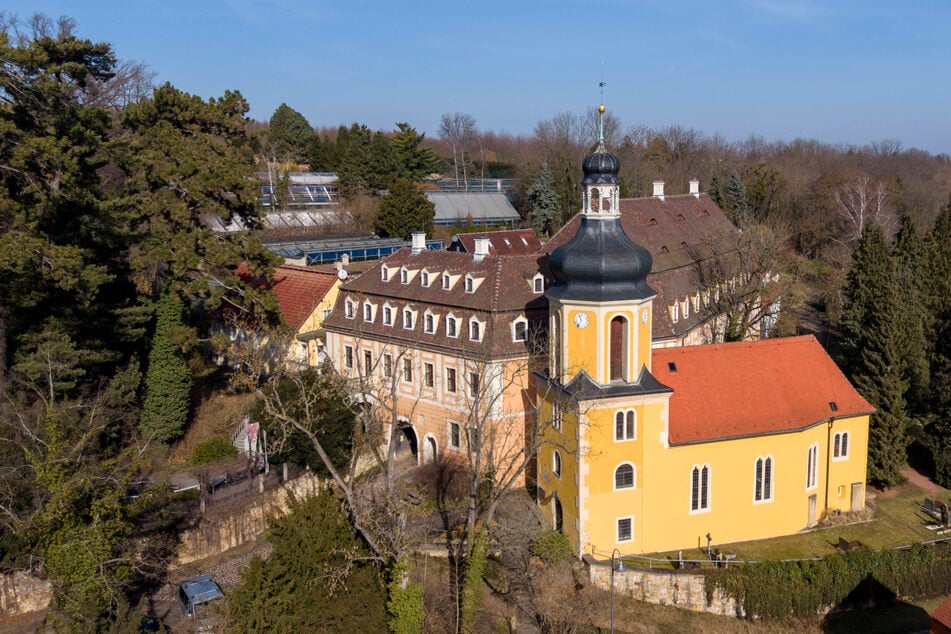 Das Pirnaer Landschloss Zuschendorf beherbergt die Kamelienblütenschau.