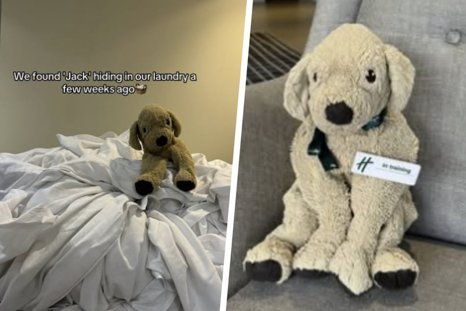 Gefunden in der Wäsche: Plüsch-Hund verzaubert Internet auf der Suche nach seinem Herrchen