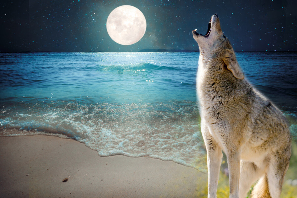 A coyote attacked a little girl on the beach, just as her mother's back was turned (stock image).