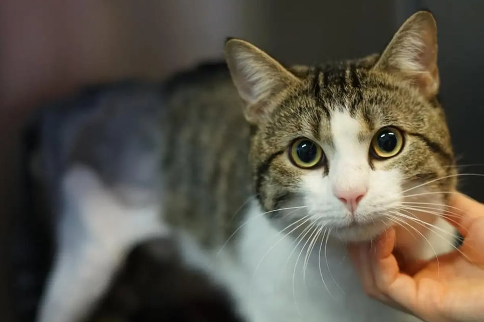 Egon erlitt furchtbare Qualen: Wer schenkt dem Kater ein Zuhause?