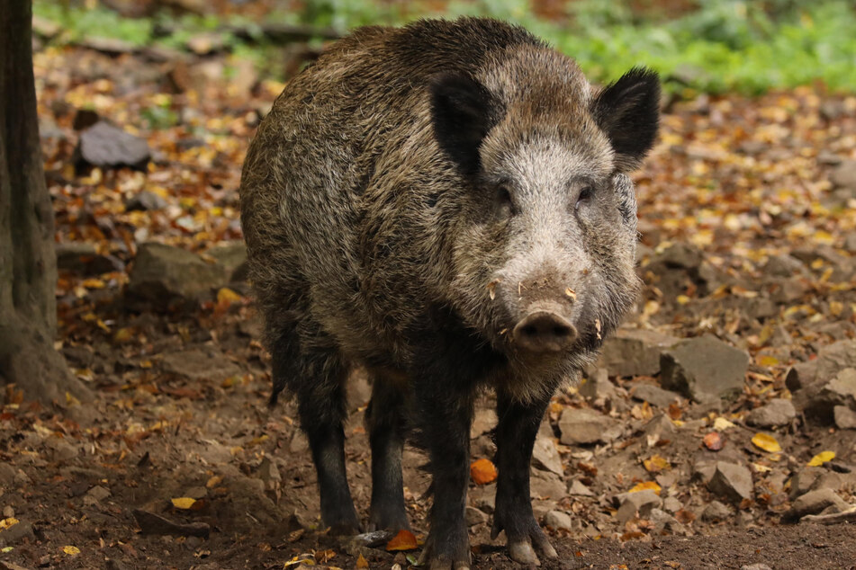 Der Bestand an Wildschweinen hat sich in den ASP-Schutzzonen erheblich verringert durch die Seuche und die verstärkte Bejagung. Ausgerottet sind die Schweine vor Ort aber bei Weitem nicht, berichten ortsansässige Jagdpächter.