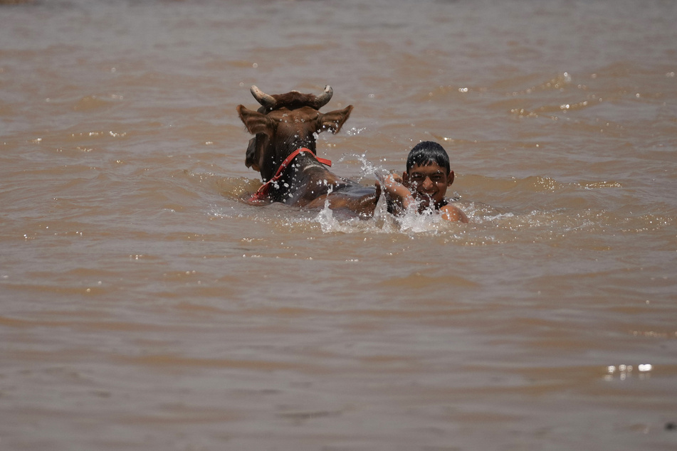 Erfrischende Abkühlung: Ein Junge badet in Jammu sein Vieh im Fluss Tawi.