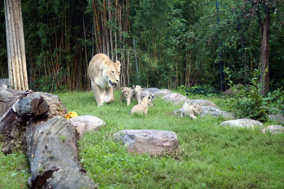 Löwen-Mama Kigali (9) zusammen mit ihren vier kleinen Babys auf der Außenanlage.