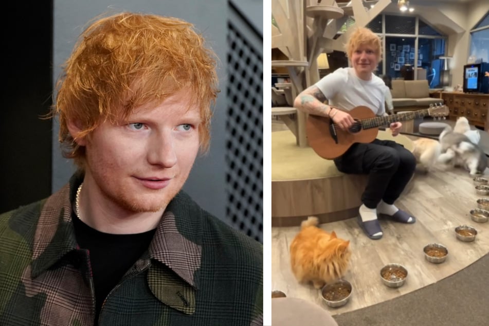 Viele Menschen bewundern Ed Sheerans (32) musikalisches Talent. Diese Katzen schienen jedoch anderer Meinung zu sein.