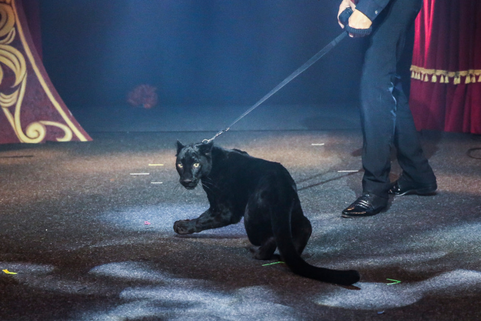 Schwarz wie die Nacht streift Panther Jada 2018 im "Trocadero"-Varieté über die Bühne.