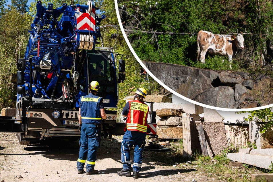 Kühe entlaufen! Ein Tier tot, Rettungsversuch für "Luise" gescheitert
