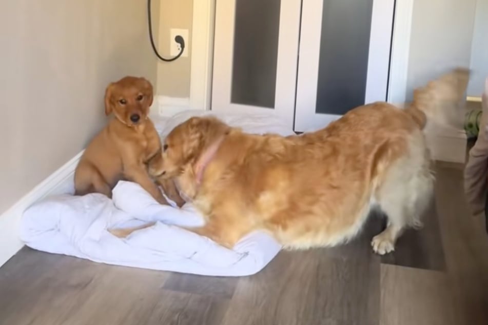 Maple dreht ihren Kopf zur Seite, scheint zu hoffen, dass Ellie abhaut.