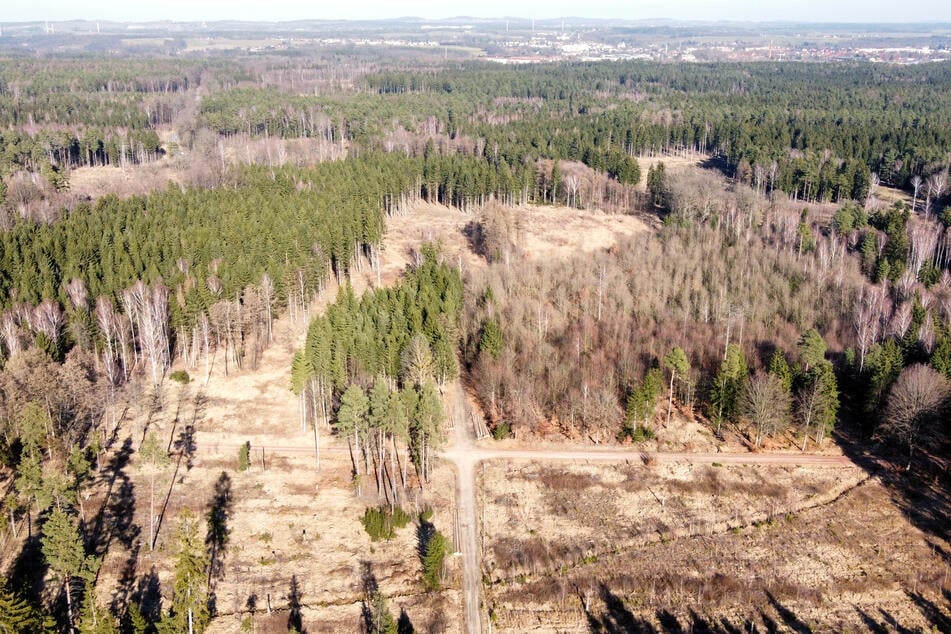 Diese vom Borkenkäfer zerklüftete Fläche in der Dresdner Heide ist nun offiziell ein Vorranggebiet für Windräder.