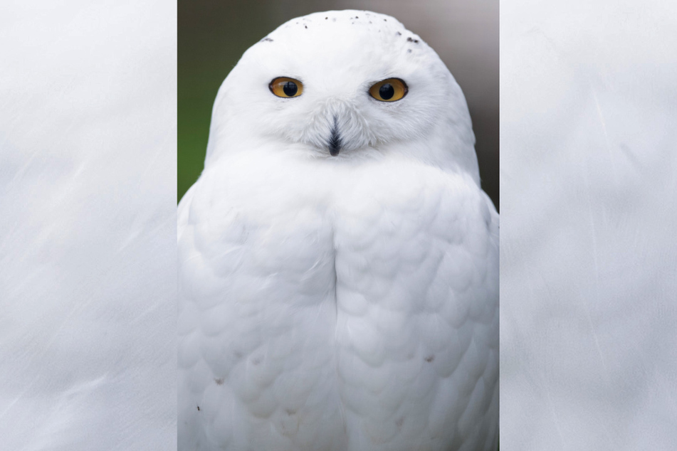 Auch eine Schneeeule gibts im Dresdner Zoo. Der Vogel zählt zu den charakteristischen Vögeln der arktischen Tundra.