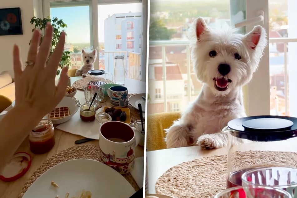 Das Frauchen winkt, Westie Sami schaut zu ihr. Was wird wohl gleich folgen?