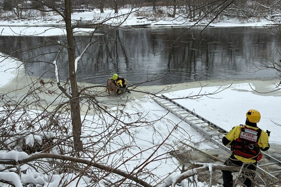 Mit spezieller Ausrüstung gelang es den Einsatzkräften schnell, den verunglückten Vierbeiner zu retten.