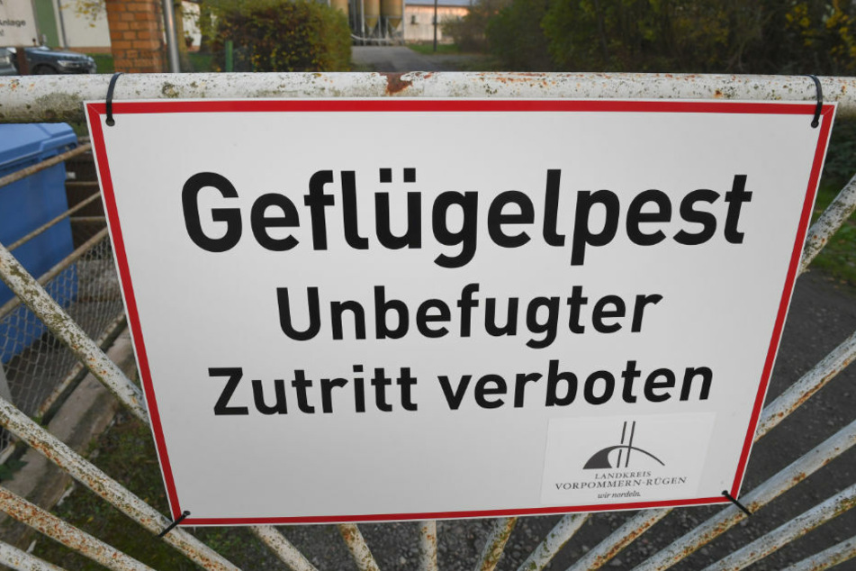Ein Warnschild hängt am Zaun eines Geflügelmastbetriebes im Landkreis Vorpommern-Rügen. Auch Berliner Geflügelhalter müssen ihre Ställe jetzt absichern. (Symbolfoto)