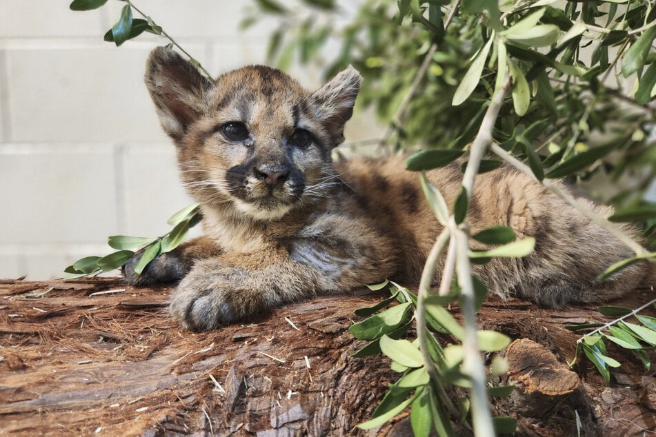 Willow was very sick and dehydrated when she was rescued. Luckily, she recovered after eight weeks of care.