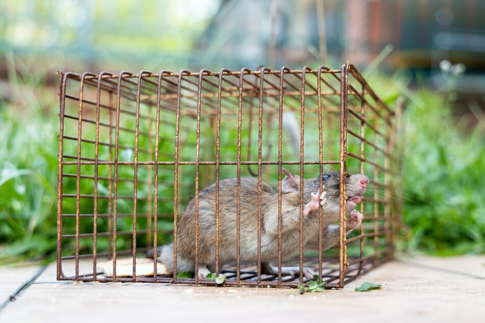Im Gegensatz zu Mäusen wird eine Ratte, die einmal einer Falle entkommen ist, diese kein zweites Mal betreten.