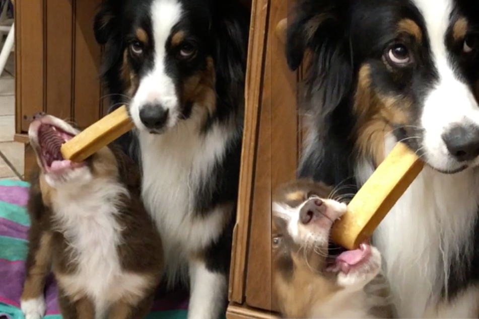 His eyes speak volumes: Kona is not amused with the new puppy.