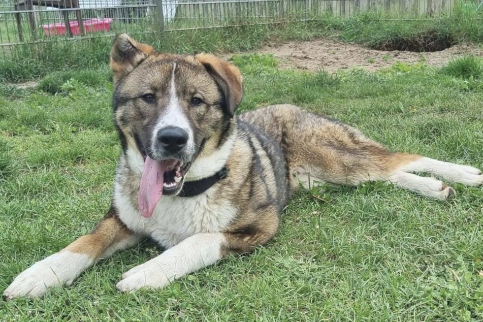 Herdenschutzhunde wie Arnie bauen eine enge Beziehung zur Familie auf.