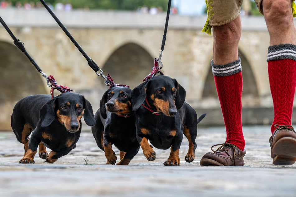 Im bayerischen Regensburg findet jedes Jahr eine Dackelparade statt. (Symbolbild)