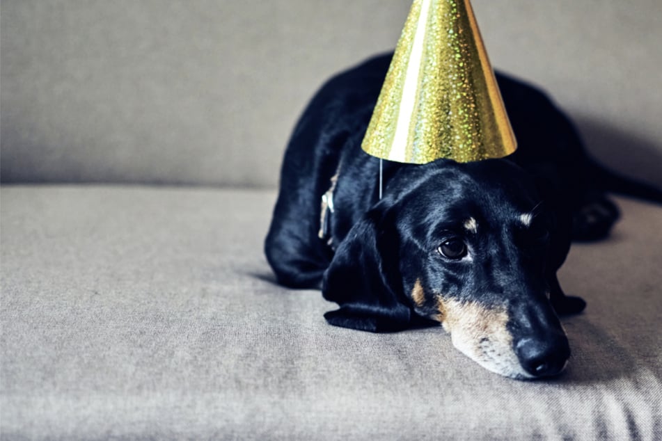 Für viele Tiere ist Silvester kein Grund zum Feiern, sondern purer Stress.