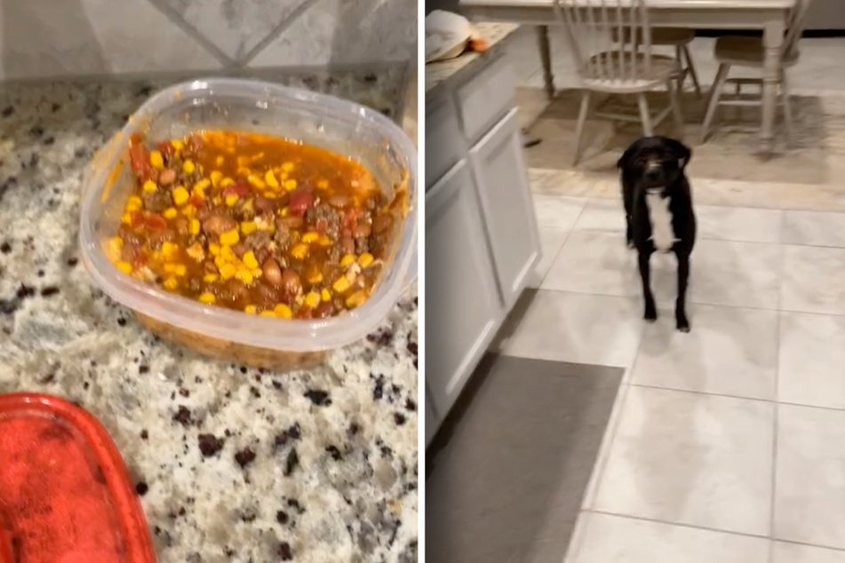 This dog owner couldn't figure out what happened to her dinner until she saw her pooch's face.
