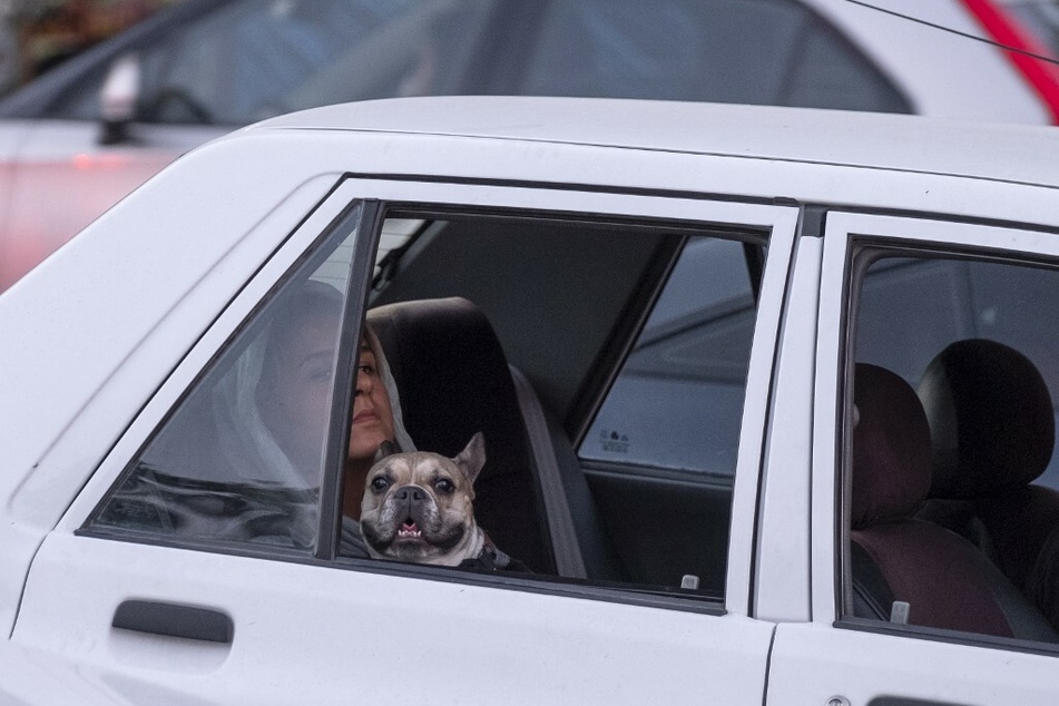 Allein das Mitfahren im Auto kann für Hundebesitzer bald schlimme Folgen haben. (Symbolbild)