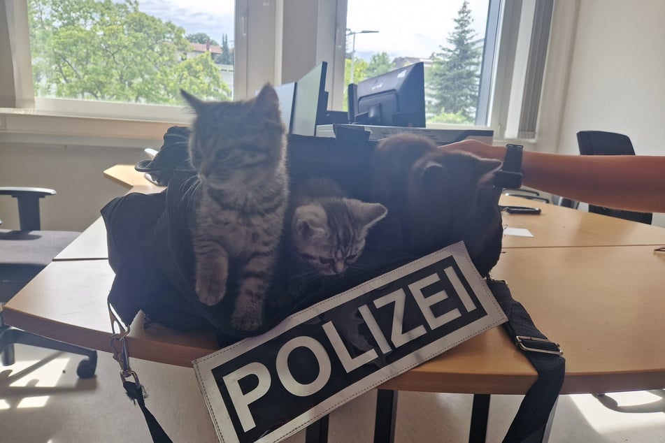 Die drei Katzenbabys wurden mithilfe von Passanten eingefangen und zunächst auf der Polizeidienststelle untergebracht.