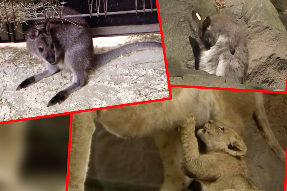 Elefant, Tiger & Co.: Känguru-Kind meckert über seinen Namen, All-Inclusive für Löwenbabys