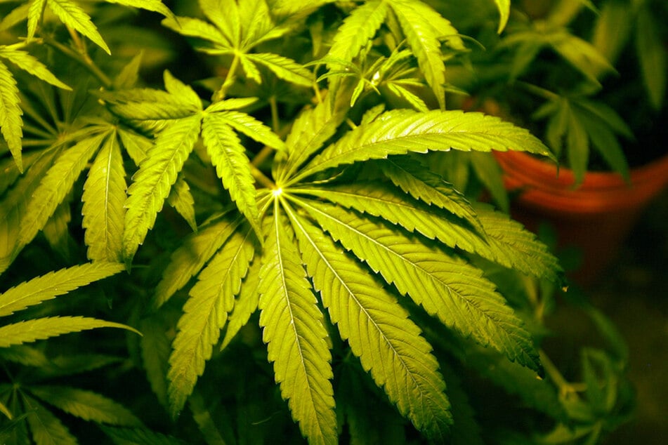 In der Wohnung fand die Polizei Cannabispflanzen und mehr. (Symbolbild)