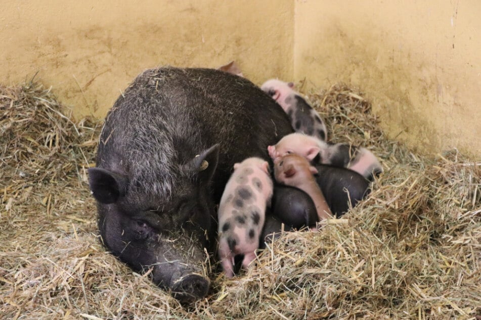 Schweine-Mama Bärbel mit ihren sieben Ferkeln.