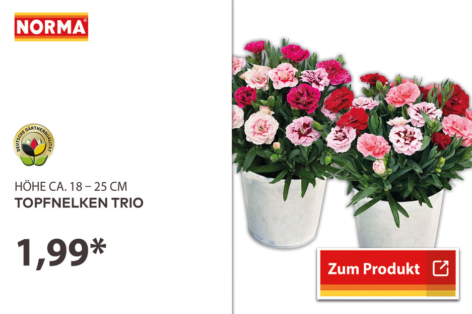 Topfnelken für 1,99 Euro